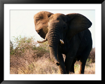 Charging African Elephant by Nicole Duplaix Pricing Limited Edition Print image