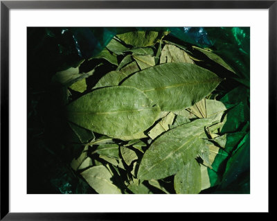 A Close View Of A Bag Full Of Coca Leaves by Joel Sartore Pricing Limited Edition Print image