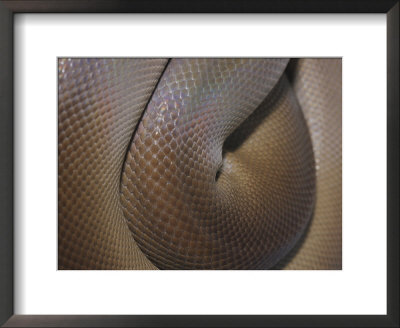A Close View Of A Coiled Olive Python by Jason Edwards Pricing Limited Edition Print image