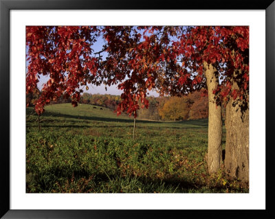 Autumn Color Frames The Rolling Hills Of The Virginia Foxhunt Country by Stephen St. John Pricing Limited Edition Print image