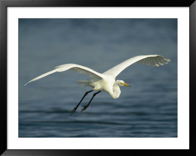 Great Egret In Flight On Floridas Gulf Coast by Klaus Nigge Pricing Limited Edition Print image