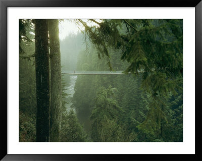 A Bridge Spans A Salmon Spawning River In A Temperate Rainforest by Taylor S. Kennedy Pricing Limited Edition Print image