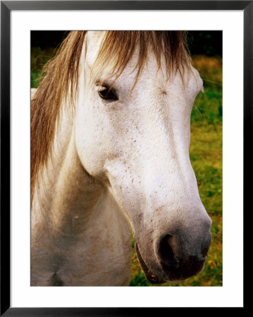 Portrait Of Connemara Pony, Connemara, Ireland by Richard Cummins Pricing Limited Edition Print image