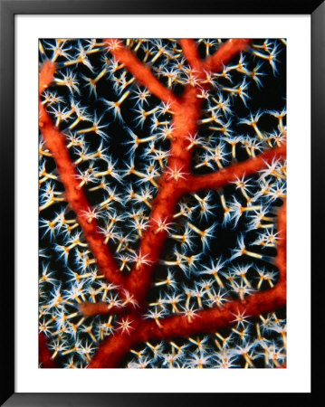 Gorgonian Fan (Gorgonacea), Palau by Michael Aw Pricing Limited Edition Print image