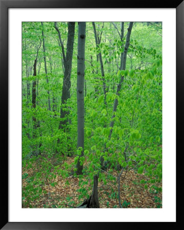 Early Spring In Caribou-Speckled Wilderness Area, Caribou Mountain, Maine, Usa by Jerry & Marcy Monkman Pricing Limited Edition Print image