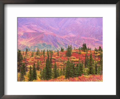 Fall Color In Denali National Park, Alaska, Usa by Charles Sleicher Pricing Limited Edition Print image