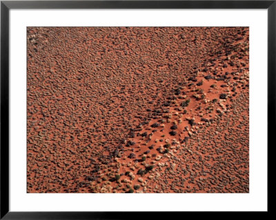 Sand Ridge And Spinifex Or Porcupine Grass, Gibson Desert, Australia by Diana Mayfield Pricing Limited Edition Print image