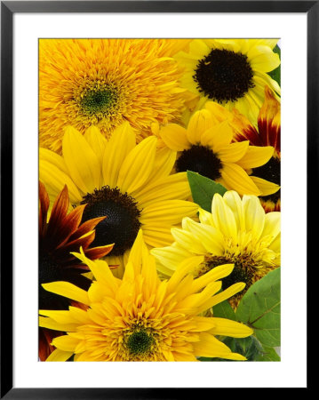 Helianthus (Mixed Cut Flower) by Mark Bolton Pricing Limited Edition Print image