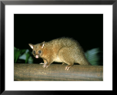 Common Brushtail Possum, Queensland, Australia by Eric Woods Pricing Limited Edition Print image