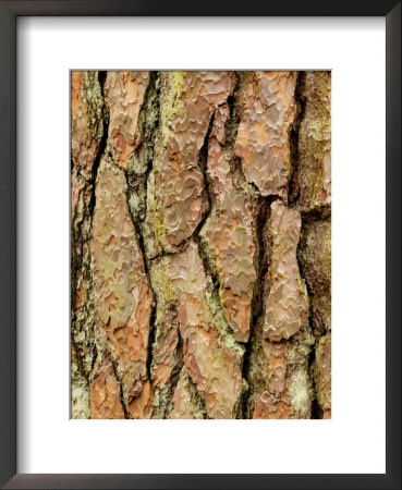 Pinus Sylvestris (Scots Pine), Bark by Susie Mccaffrey Pricing Limited Edition Print image