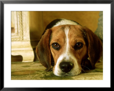 Beagle Relaxing, Usa by Alan And Sandy Carey Pricing Limited Edition Print image
