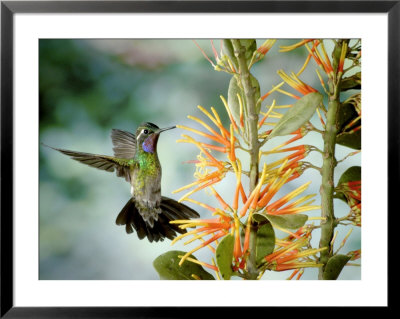 Purple-Throated Mountaingem Hummingbird At Mistletoe, Monteverde Cloud Forest Preserve, Costa Rica by Michael Fogden Pricing Limited Edition Print image