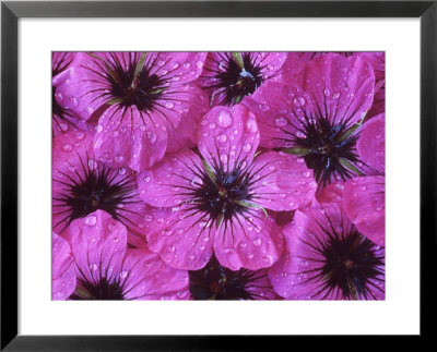 Geranium Psilostemon Fluorescent, Arranged Purple Flower Heads With Water Drops by Chris Burrows Pricing Limited Edition Print image