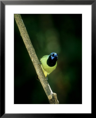 Green Jay, Perching, Usa by Patricio Robles Gil Pricing Limited Edition Print image
