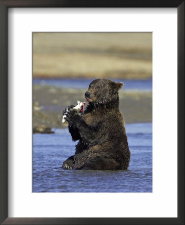 Grizzly Bear, Adult Female Feeding On Salmon, Alaska by Mark Hamblin Pricing Limited Edition Print image