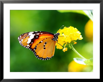 Plain Tiger Butterfly, Feeding On Yellow Flower by Philip Tull Pricing Limited Edition Print image