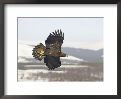 Golden Eagle, Adult In Flight, Scotland by Mark Hamblin Pricing Limited Edition Print image