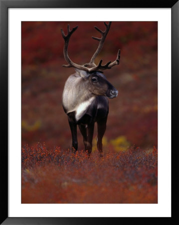 Barren Ground Caribou Bull With Velvet Covered Antlers Set Against The Fall Tundra, Alaska by John Eastcott & Yva Momatiuk Pricing Limited Edition Print image