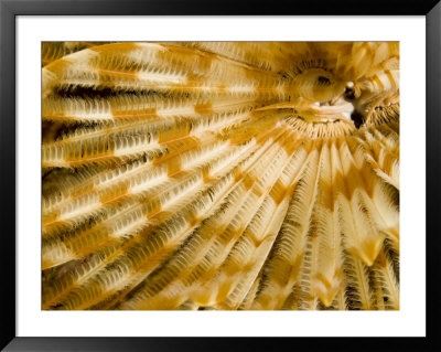 Detail Of A Tube Worm's Feather-Like Feeding Arms, Malapascua Island, Philippines by Tim Laman Pricing Limited Edition Print image