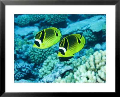 Two Racoon Butterflyfish, Takapoto Atoll, French Polynesia by Tim Laman Pricing Limited Edition Print image