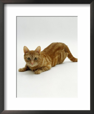 Domestic Cat, Ginger Tabby Female by Jane Burton Pricing Limited Edition Print image