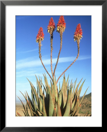 Aloe Glauca, Namaqualand, South Africa by Tim Jackson Pricing Limited Edition Print image