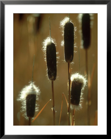 Cat Tails, Seedheads, Wyoming, Usa by Stan Osolinski Pricing Limited Edition Print image