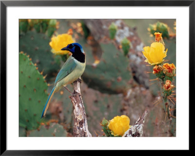 Green Jay, Texas, Usa by Dee Ann Pederson Pricing Limited Edition Print image
