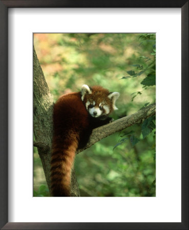 Red Panda, Ailurus Fulgens Young In Tree by Alan And Sandy Carey Pricing Limited Edition Print image