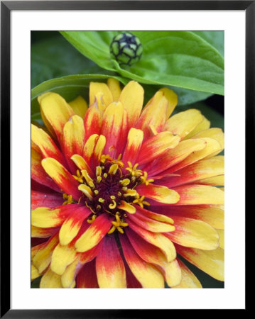 Zinnia, Close-Up Of Yellow And Red Flower Head by Mark Bolton Pricing Limited Edition Print image