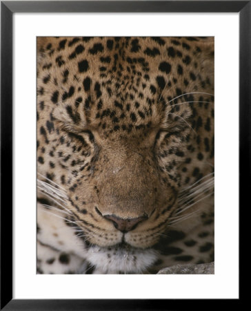 Close View Of A Sleeping Leopard by John Eastcott & Yva Momatiuk Pricing Limited Edition Print image