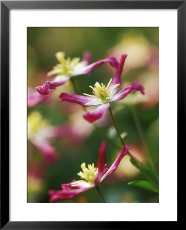 Clematis X Triternata Rubromarginata Close-Up Of Pink Flowers by David Murray Pricing Limited Edition Print image
