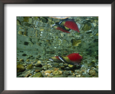 Red Salmon, Also Known As Sockeye Salmon, Cast Reflections In The Adams River by Paul Nicklen Pricing Limited Edition Print image