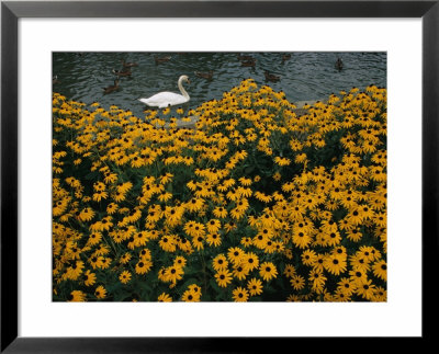 A Swan Swims Past A Beautiful Flower Bed by Raymond Gehman Pricing Limited Edition Print image