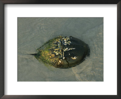 A Barnacle And Algae Encrusted Horseshoe Crab, Limulus Polyphemus by Darlyne A. Murawski Pricing Limited Edition Print image