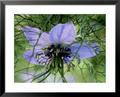 Nigella Damescena (Love In A Mist) Annual, Light Blue Flower, Surrounded By Ruff Of Foliage by Mark Bolton Pricing Limited Edition Print image