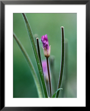 Epilobium Hirstutum (Great Hairy Willow Herb), Close-Up by Ruth Brown Pricing Limited Edition Print image