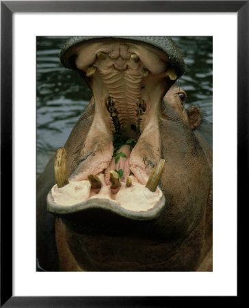 Hippopotamus, Mouth Open, Mara River, S. Kenya by Brian Kenney Pricing Limited Edition Print image