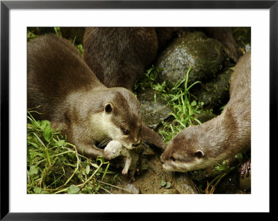 Adult Asian Short-Clawed River Otter Shows Newborn To Sibling by Nicole Duplaix Pricing Limited Edition Print image