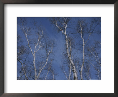 Leaf-Less Birch Trees Stretch Towards A Blue Winter Sky by Roy Gumpel Pricing Limited Edition Print image