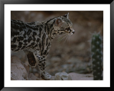 Close View Of A Captive Ocelot In The San Pedro Valley by Annie Griffiths Belt Pricing Limited Edition Print image