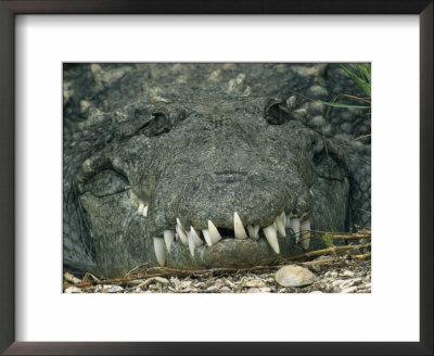 Close View Of The Teeth Of An American Crocodile by Klaus Nigge Pricing Limited Edition Print image