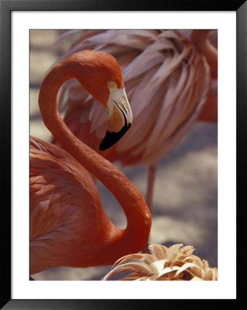 Pink Flamingo In Ardastra Gardens And Zoo, Bahamas, Caribbean by Greg Johnston Pricing Limited Edition Print image