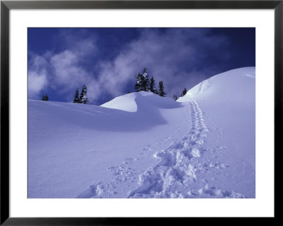 Snow Shoe Trail, Mt. Rainier National Park, Washington, Usa by Jamie & Judy Wild Pricing Limited Edition Print image