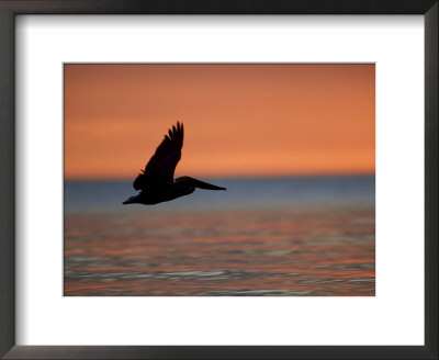 Brown Pelican, Flying, Usa by Olaf Broders Pricing Limited Edition Print image