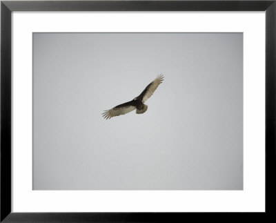 Circling Turkey Vulture Rides Air Currents by Stephen St. John Pricing Limited Edition Print image