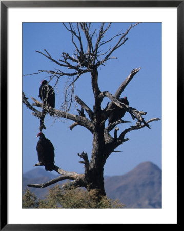 Vultures Sit In A Dead Tree, Baja, Mexico by Bill Hatcher Pricing Limited Edition Print image