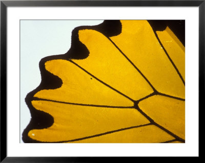 A Close View Of A Butterfly Wing by Darlyne A. Murawski Pricing Limited Edition Print image