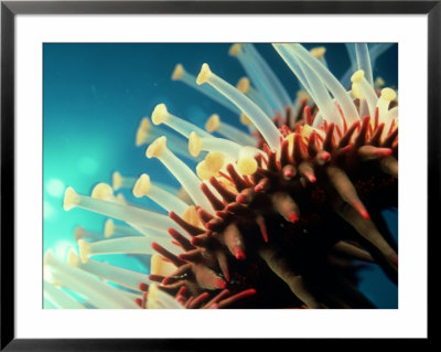 Crown Of Thorns Starfish, Tube Feet, Hawaii by David B. Fleetham Pricing Limited Edition Print image