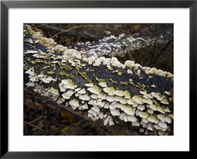 Shelf Fungus Coats Decaying Logs, Silver Spring, Maryland by Stephen St. John Pricing Limited Edition Print image